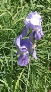 Irises are in bloom! I love May! 🙂 Gorgeous flowers in my mother’s gardens! IMG_20160528_14