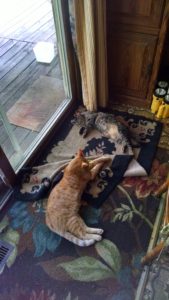 Kitty nap time 🙂 IMG_20160614_145439091_HDR