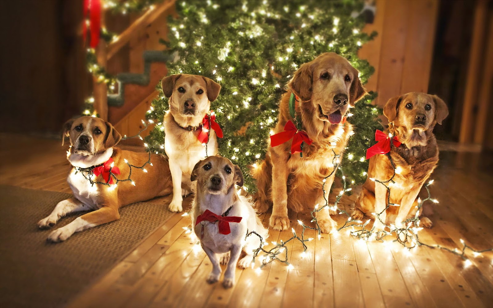 Cute Merry Christmas Wallpaper Dogs